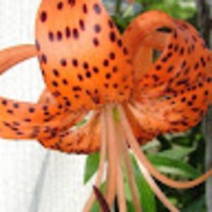 Meet your Posher, Trissa